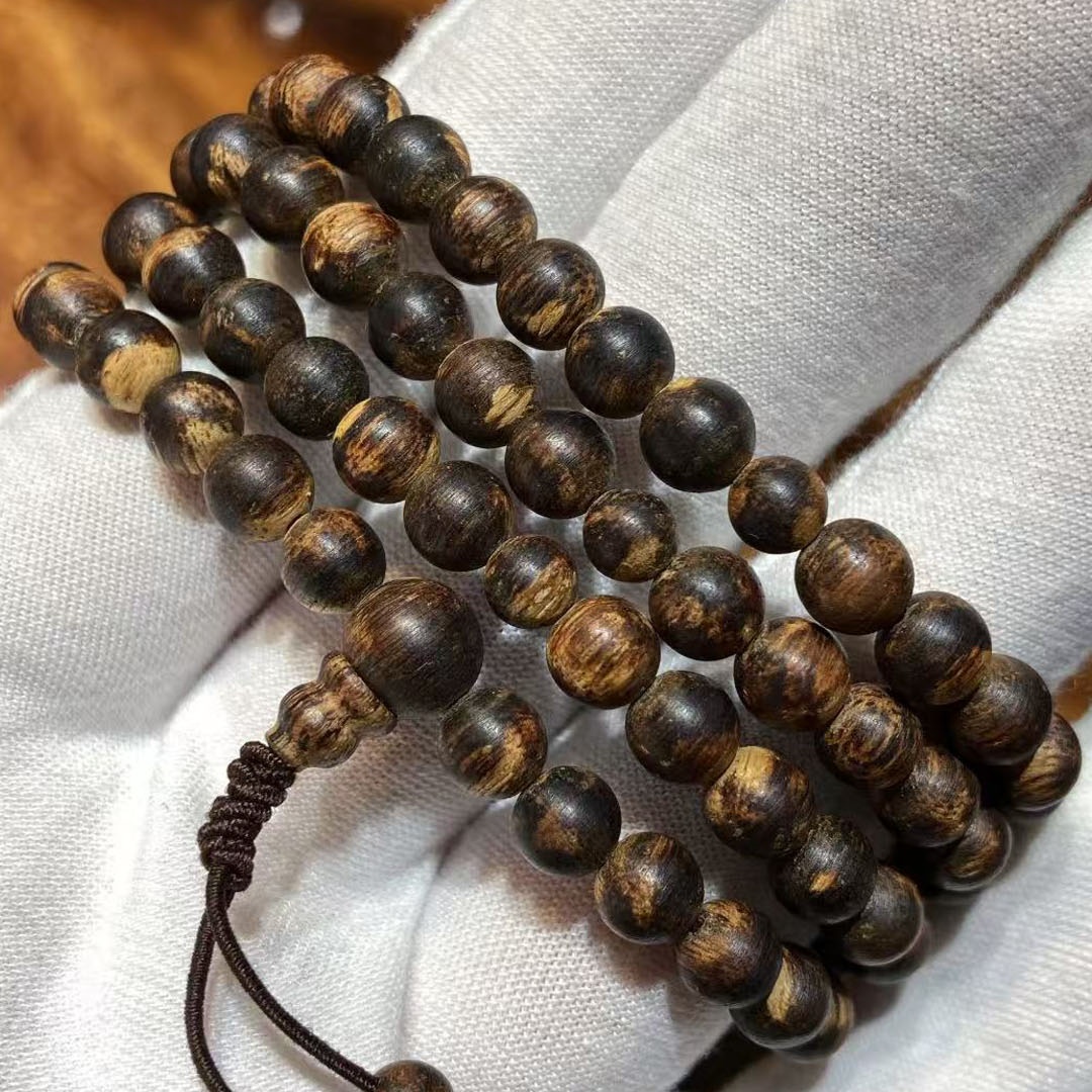 Wild White Phoebe chinensis in Nha Trang