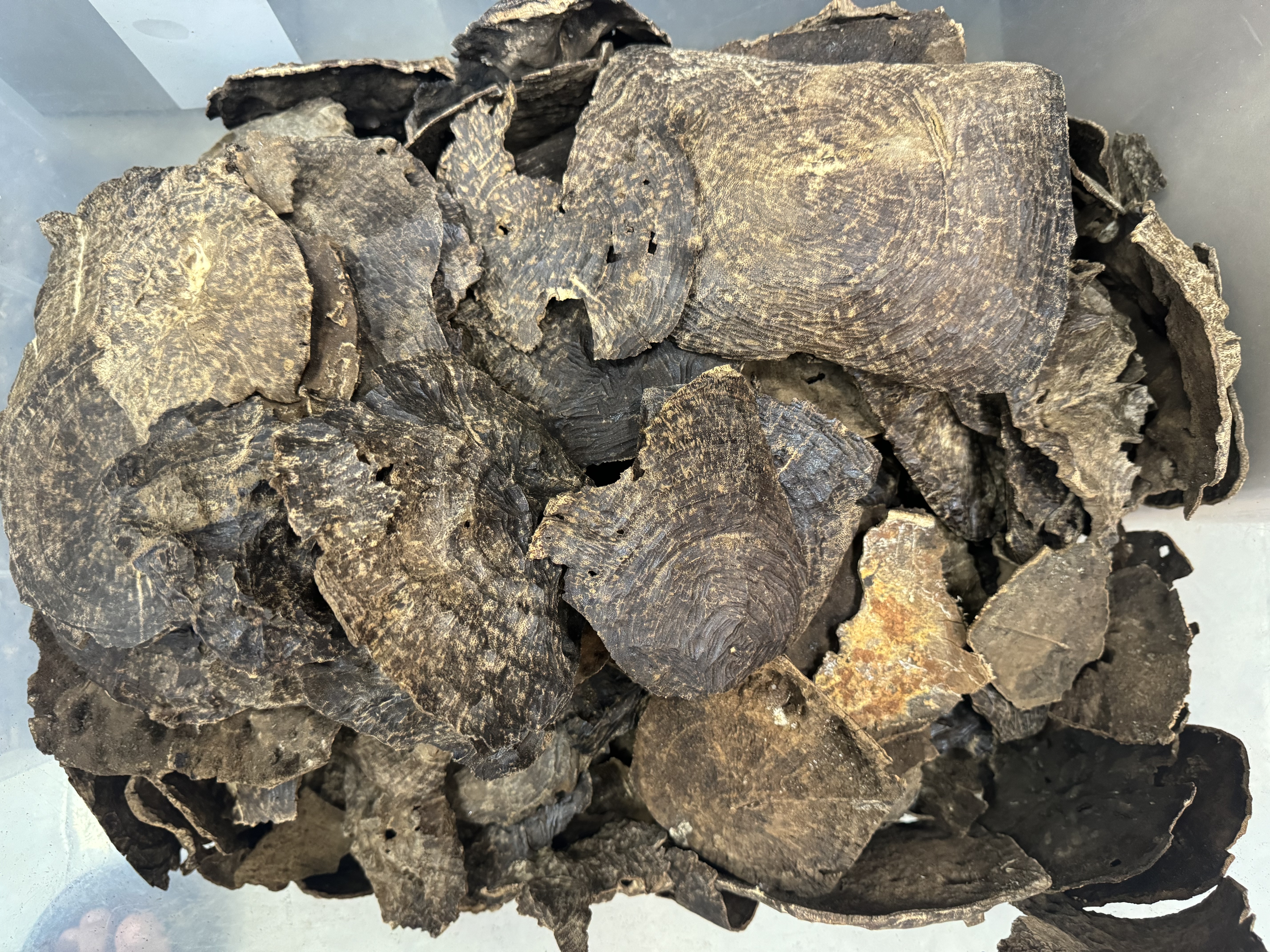 Double super natural oud board head