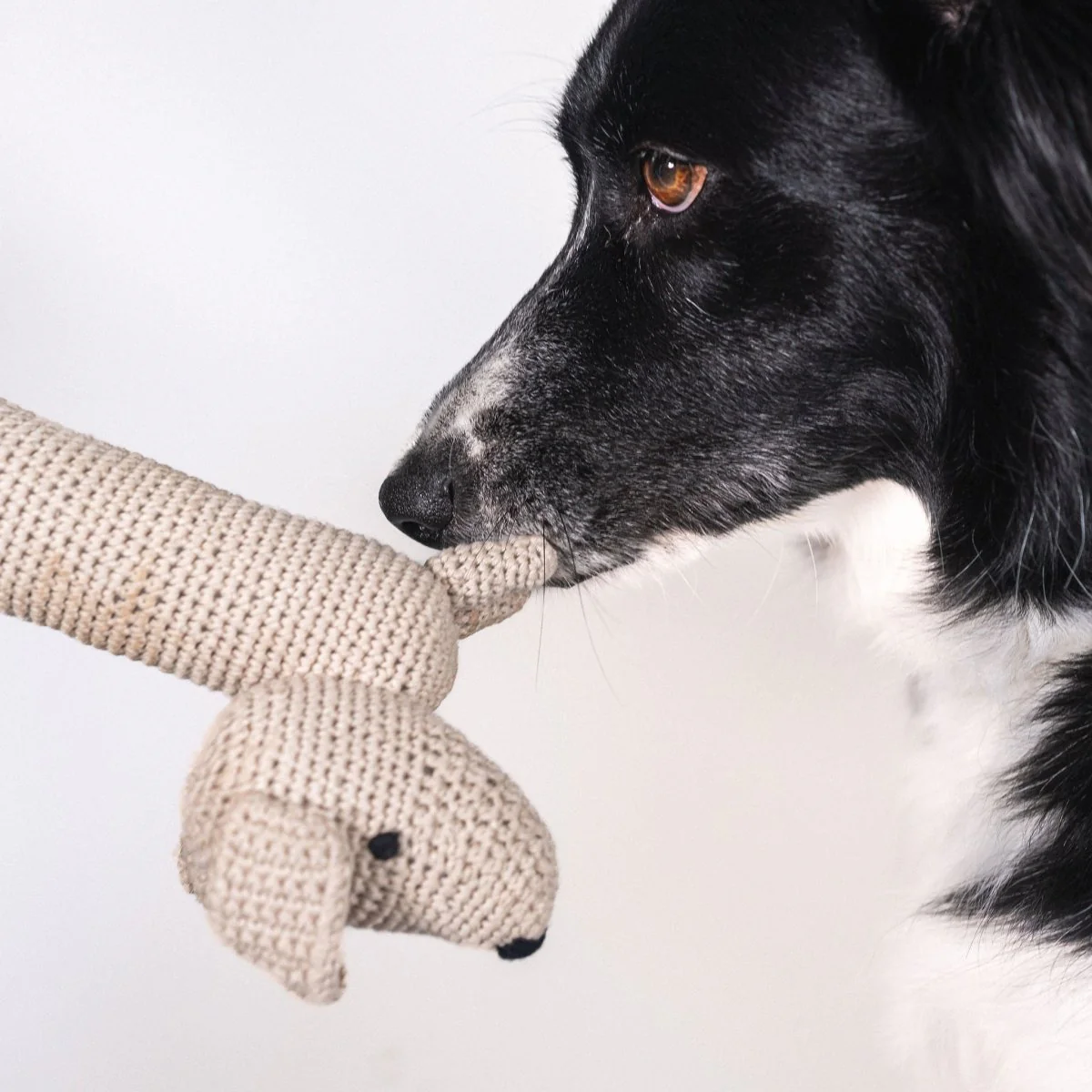 Organic Dog Toy and Rope Ball Bundle