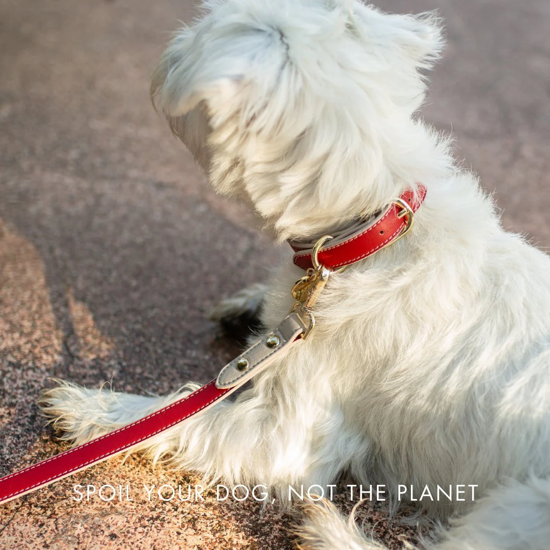 Collar - Vegan Leather