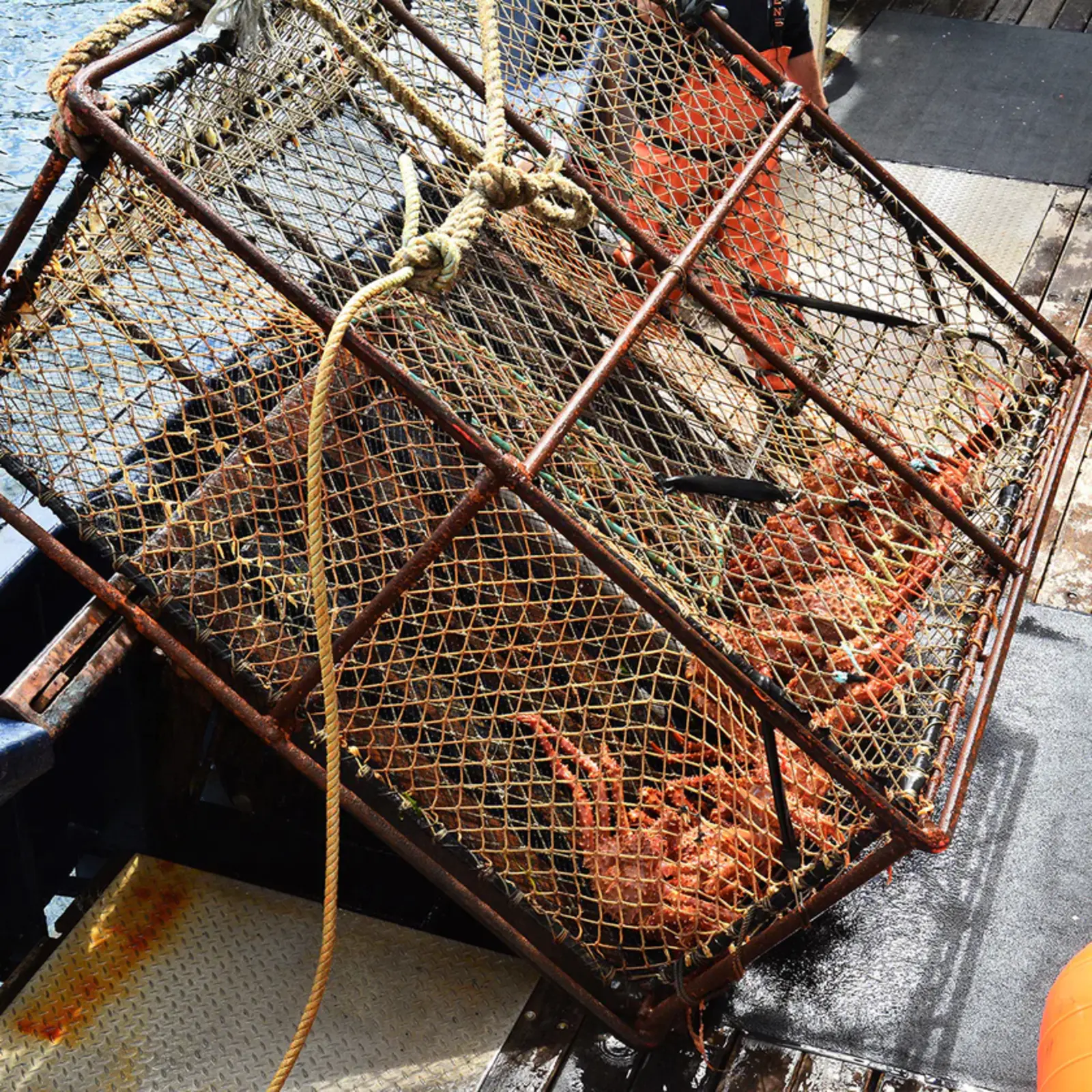 Fresh Cooked Alaskan Red King Crab Colossal Legs FROM 3 pounds