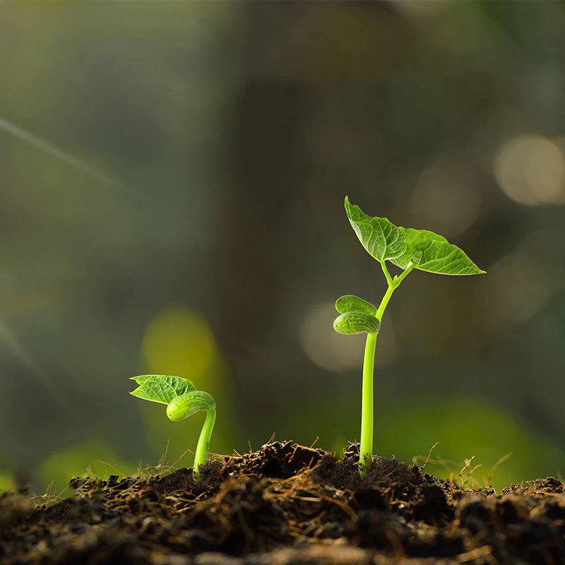 Anti-Caking, Acid & Alkaline Soil Activator（50% OFF）